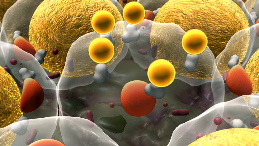 illustration of fat cells