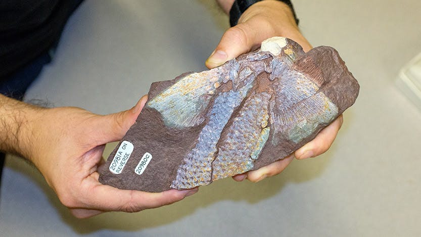 Fossil fish fin