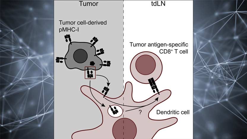 Dendritic cells alert the immune system to antigens and spur T cells into action.