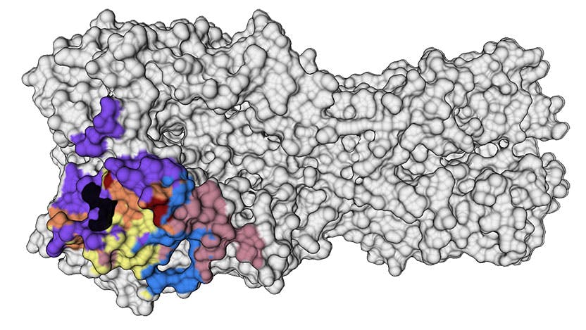 Hemagglutinin (HA), a protein on the surface of the influenza virus that attaches to receptors on host cells