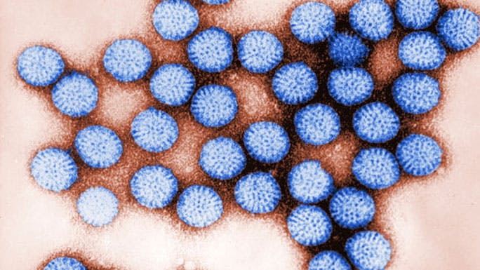 Transmission electron micrograph of intact rotavirus particles (Image: CDC)