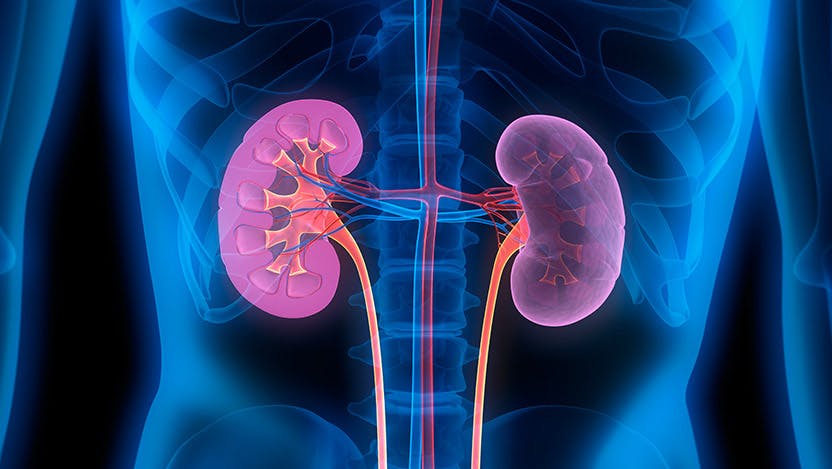 infographic of kidneys